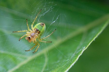 Petite araignée dans la glycine