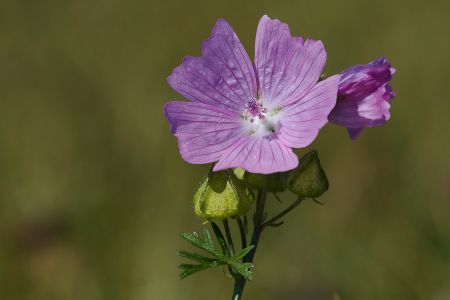 Fleur