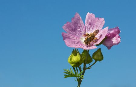 Fleur