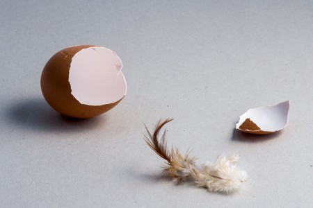 L'œuf et la plume