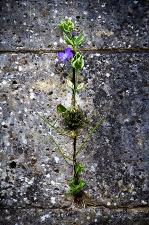 Fleur de mur